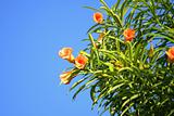 Tropical flowers on a background of the sky 