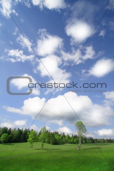 Blue skies and green trees