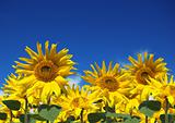 Summertime Sunflowers