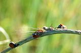 Bugs on a blade of grass