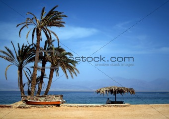 palms, beach and men