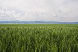 Green Grain Field