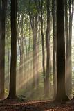 Sun rays crossing forest in a misty sunny morning