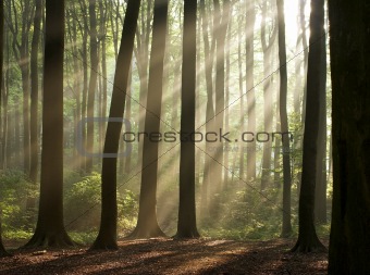 Sun rays through the misty morning forest