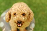 A happy poodle