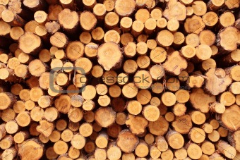  Freshly cut logs 