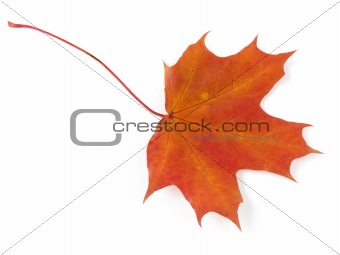 autumnal maple leaf