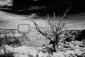 Dead tree at the rim of the Grand Canyon