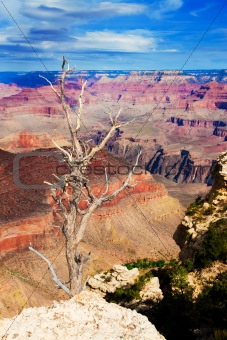 Dead tree at the rim of the Grand Canyon