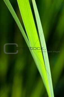 blades of grass
