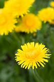 close-up yellow dandelions