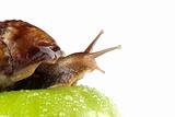 snail and apple