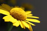 Yellow wild flower close up