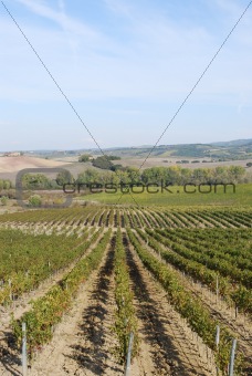 Vinefield in Tuscany