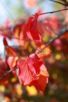 Beautiful autumnal leaves