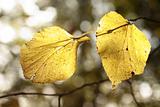 Beautiful yellow autumnal leaves 
