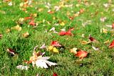 Autumnal leaves on the grass