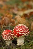 Toadstools or fly agaric mushrooms in the grass