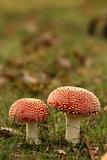 Toadstools or fly agaric mushrooms in the grass