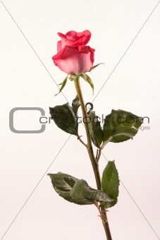 roses for love