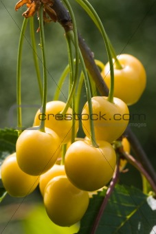 yellow cherry