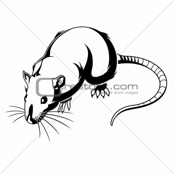 Rat Graphic