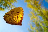 Droping leaf in autumn