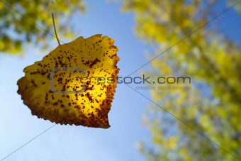 Droping leaf in autumn