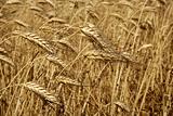 Agriculture wheat golden dried fiels crop
