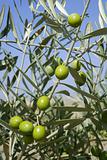 Beautiful green olive field macro over blue sky