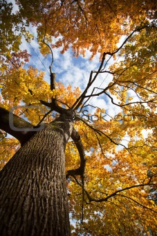 Tree in autumn colors