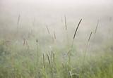 Grass in fog