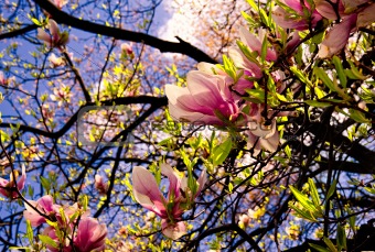 Pink magnolia blossoms in the spring