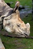 Rhinoceros close up of head