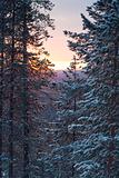 Winter morning /  pine, sunlight and snow