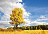 Wonderful autumn sun and yellow tree