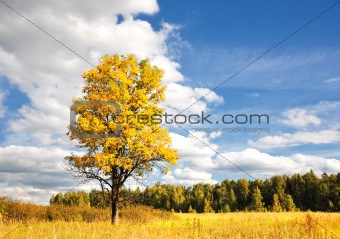 Wonderful autumn sun and yellow tree