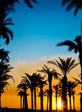 The silhouettes of palms on beautiful sunset background