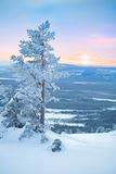 Snowy tree at dawn / winter morning 