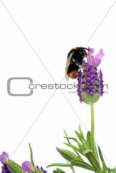 Bumble Bee and Lavender Herb Flowers