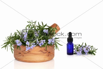 Rosemary Herb Flowers and Essence