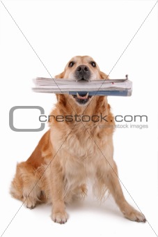 post dog