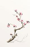blooming plum-tree