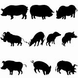 pigs and boars silhouettes set