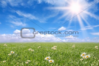 Serene Sunny Field Meadow in Spring