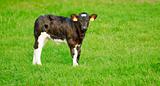 calf with green background