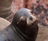 Head of Fur Seal