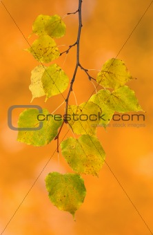 Beautiful leaves in autumn