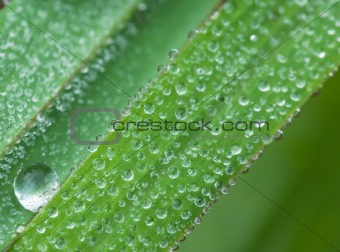 leaf with dew