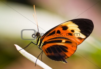 Heliconius Numata